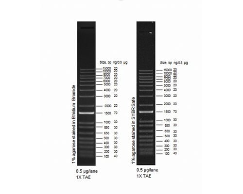 Маркер длин ДНК ,1 Kb Plus, 18 фрагментов от 100 п.н. до 15000 п.н., 0,5 мкг/мл, Thermo FS