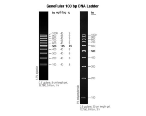 Маркер длин ДНК GeneRuler 100 bp, 10 фрагментов от 100 до 1000 п.н., 0,5 мкг/мкл, Thermo FS