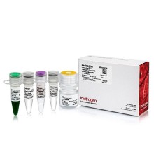 Набор для проведения прямой ПЦР Platinum Direct PCR Universal Master Mix из образцов различного происхождения без предварительного выделения ДНК, Thermo FS